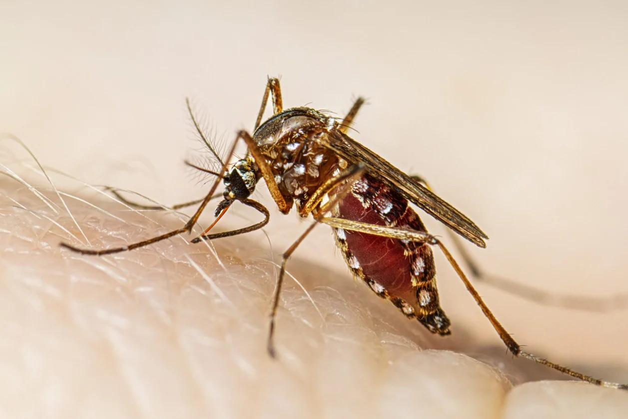 NOtA DENGUE