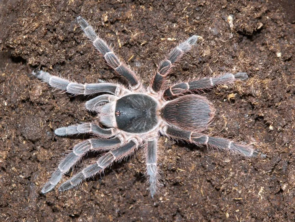 14 b