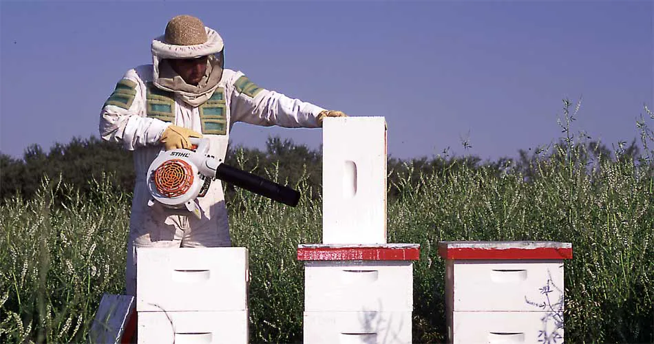 el-inta-amba-dicta-un-curso-de-introduccion-a-la-apicultura-periurbana-24015