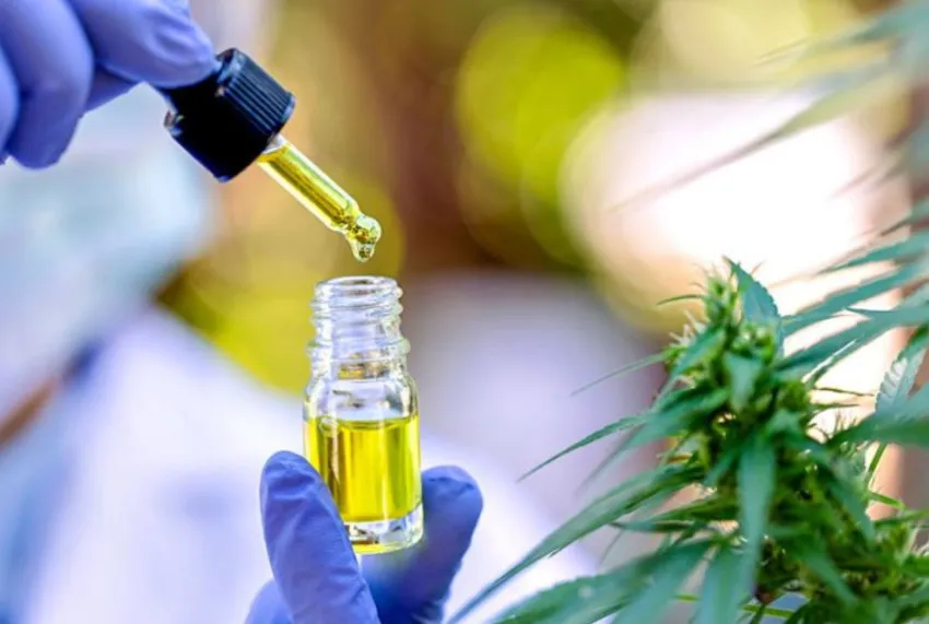 cannabis